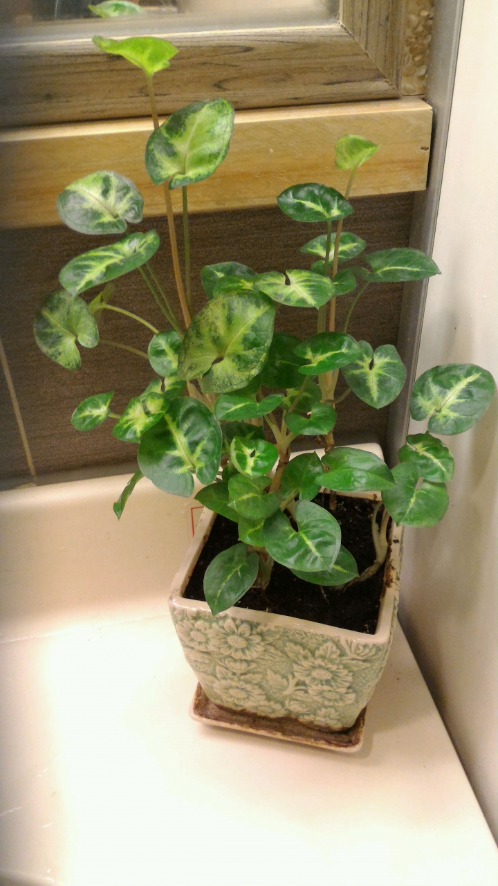 請問這是合果芋嗎?
