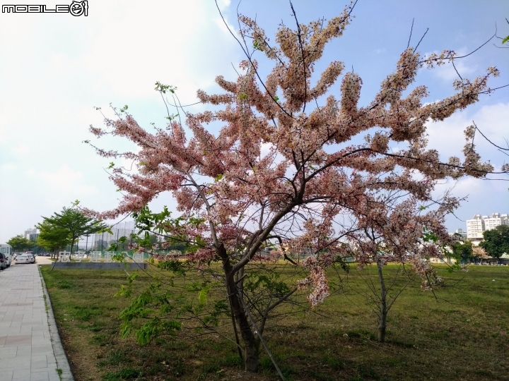 花旗木大開 台南市永康區忠孝運動公園 03/31
