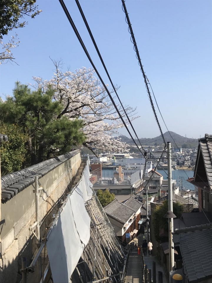 我的日本自由行第三天(尾道櫻花🌸行）