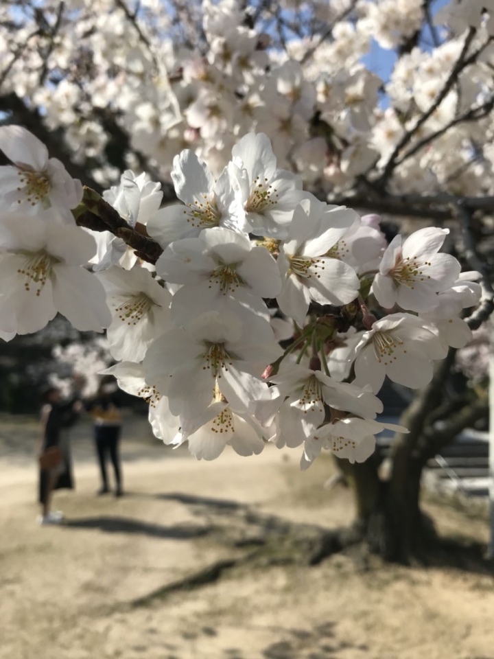 我的日本自由行第三天(尾道櫻花🌸行）