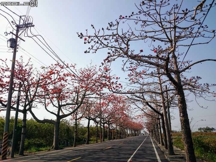 木棉花 台南市將軍區苓仔寮 南21縣道 03/10