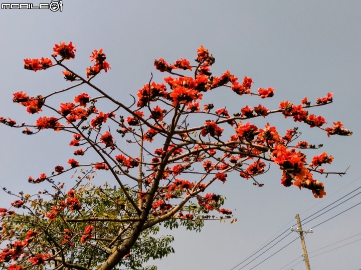 崙頂木棉花 台南市新市區南138 03/17