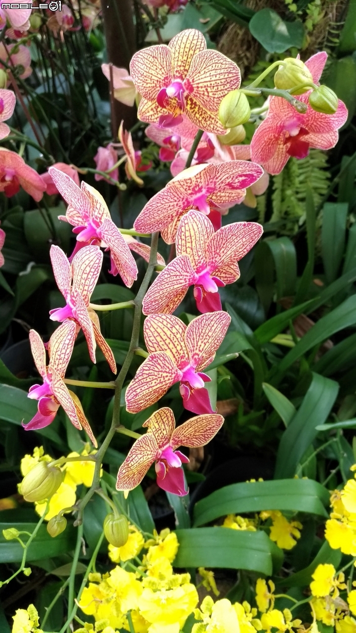 蘭花展 台南市後壁區烏樹林 03/13