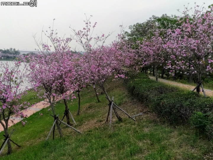 羊蹄甲 台南市新市區南科堤塘港湖 03/06