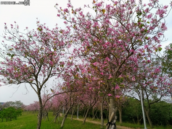 羊蹄甲 台南市新市區南科堤塘港湖 03/06