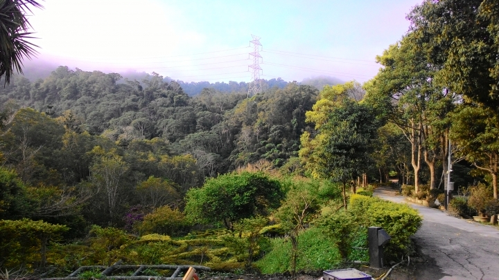 櫻花之旅-東勢林場+泰安派出所