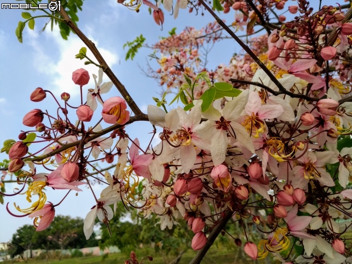 花旗木大開 台南市永康區忠孝運動公園 03/31