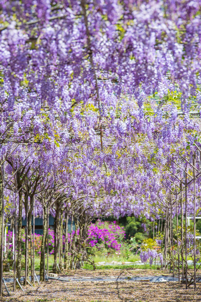 2018 台灣的紫藤花海 紫藤咖啡園(二店)水源園區 最新花況分享