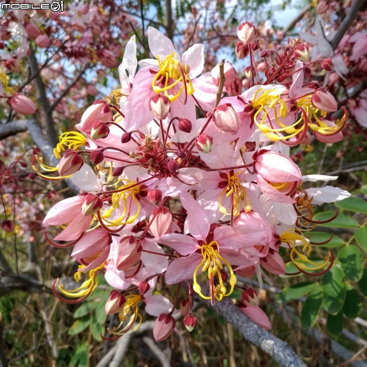 花旗木大開 台南市永康區忠孝運動公園 03/31