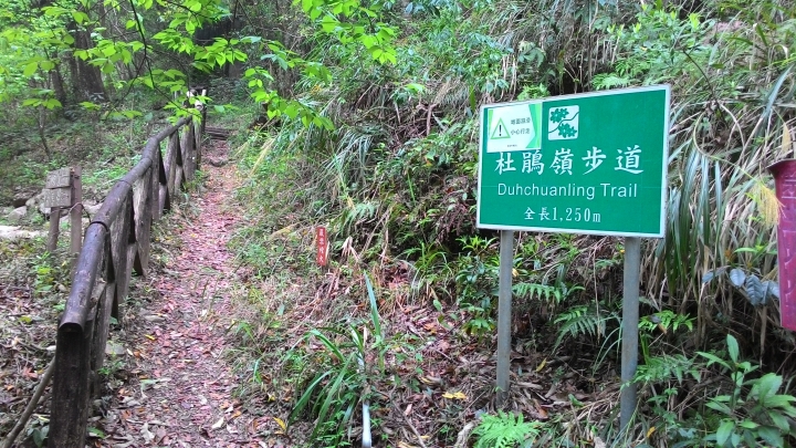尋櫻之旅-惠蓀林場