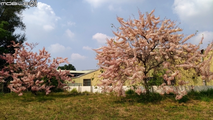 花旗木大開 台南市永康區忠孝運動公園 03/31