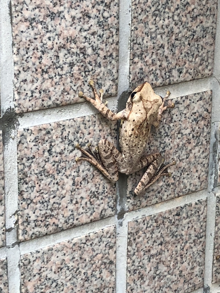 這是什麼蛙