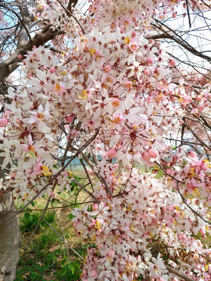 花旗木大開 台南市永康區忠孝運動公園 03/31