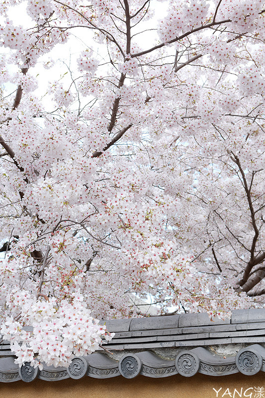 【京都】立本寺,巷子內推薦賞櫻景點