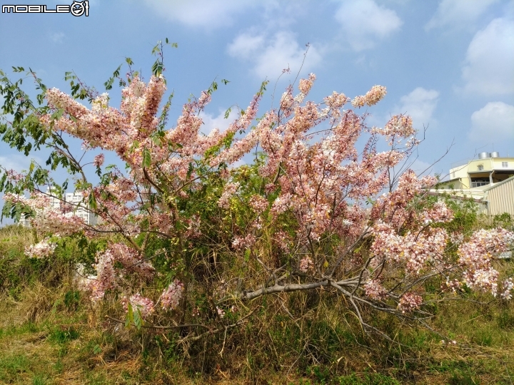 花旗木大開 台南市永康區忠孝運動公園 03/31