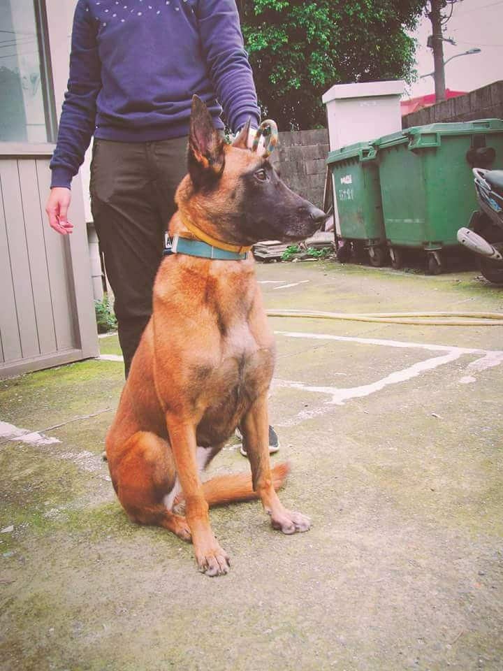 [全台送養]比利時狼犬免費送養