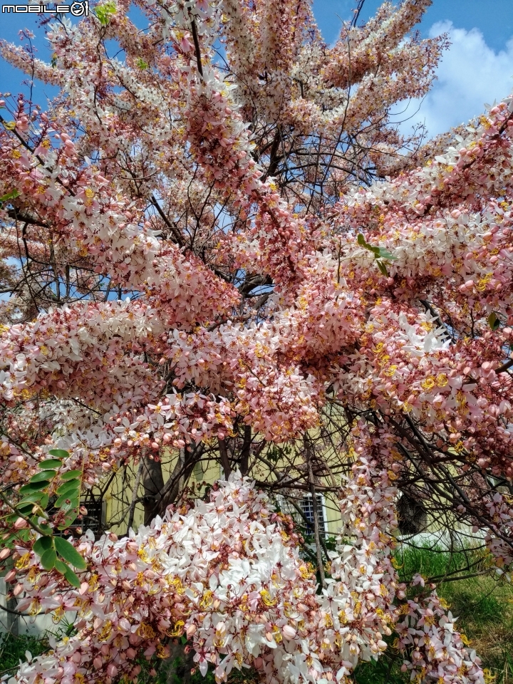 花旗木大開 台南市永康區忠孝運動公園 03/31