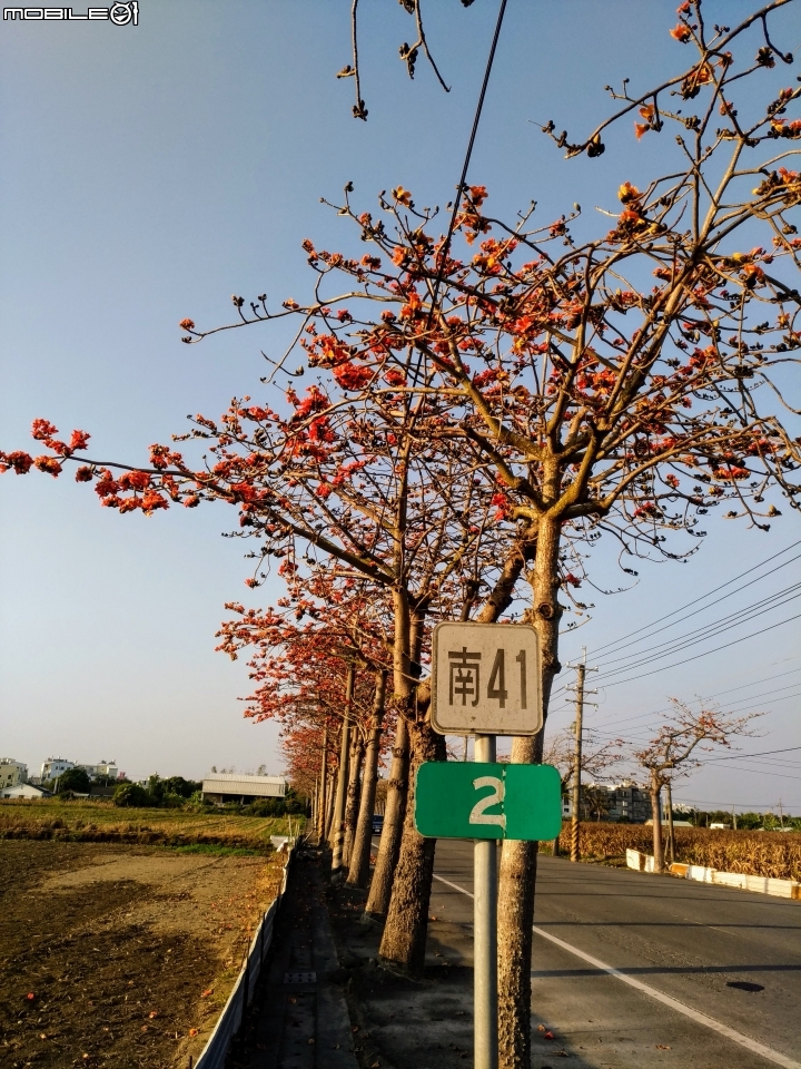 木棉花 台南市佳里區到西港區南41縣道