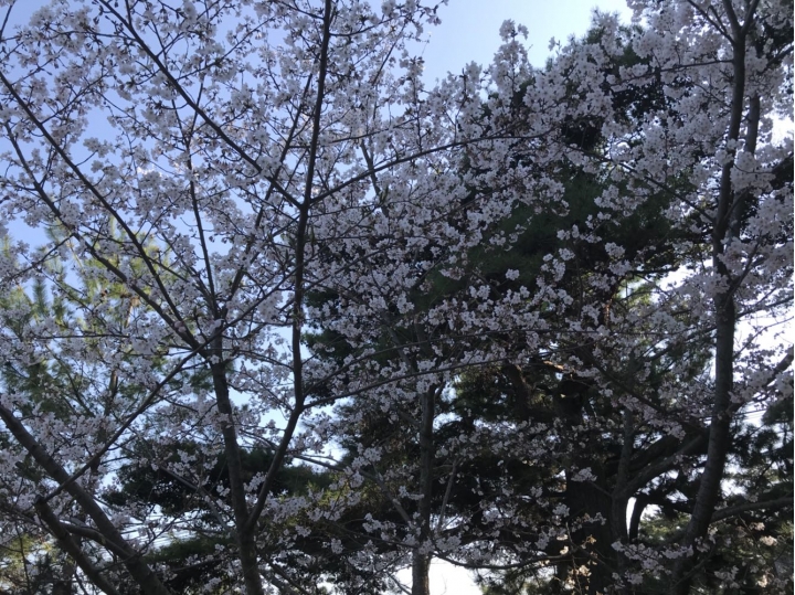 我的日本自由行第三天(尾道櫻花🌸行）