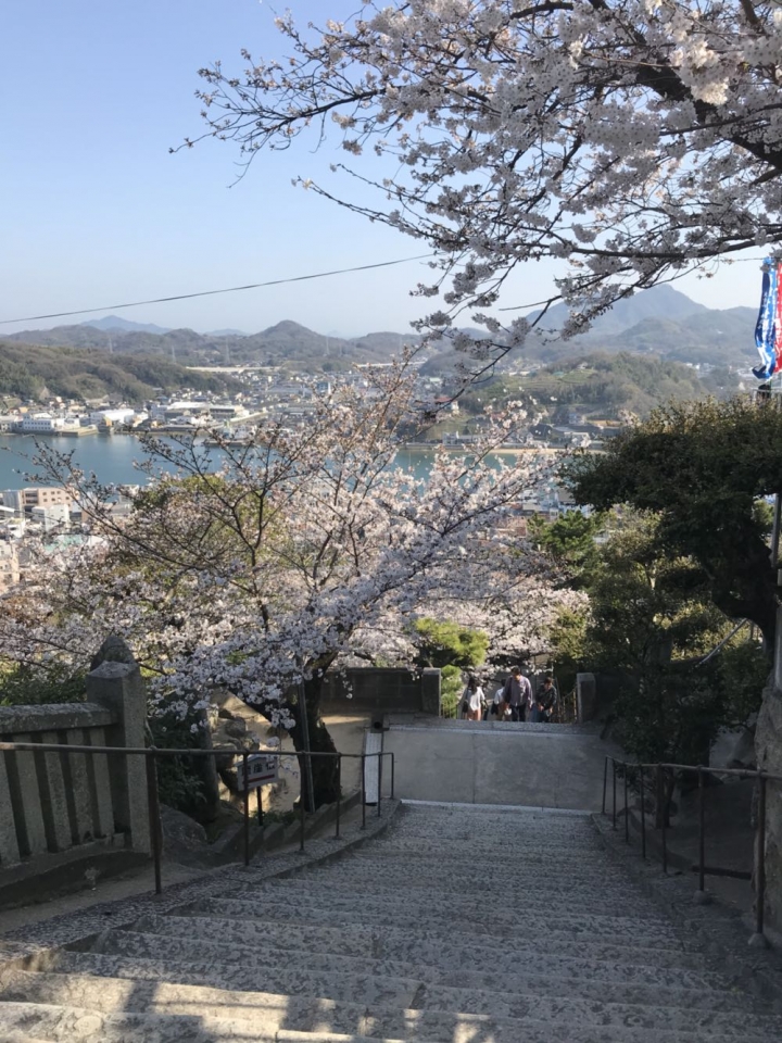 我的日本自由行第三天(尾道櫻花🌸行）