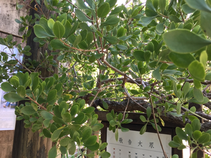 請問這顆景觀樹的樹種？