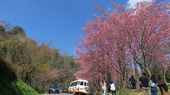 一日機車遊~武陵農場賞櫻旅(已解決~3/3出團)