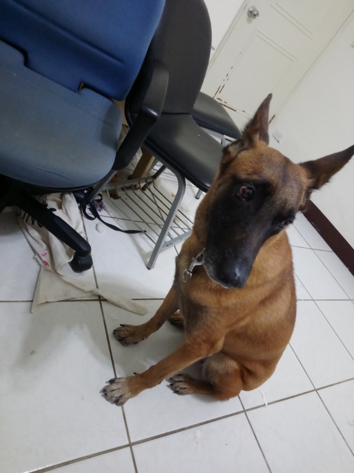 [全台送養]比利時狼犬免費送養