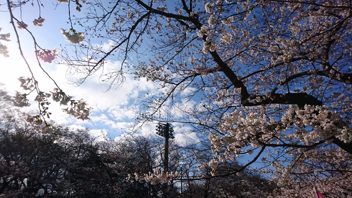 東京賞花玩樂自由行五日遊