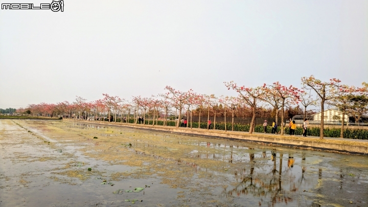 木棉花 台南市白河區林初埤木棉道 03/13