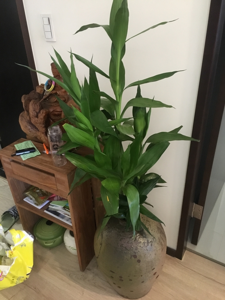 萬年青葉子尾端枯黃問題