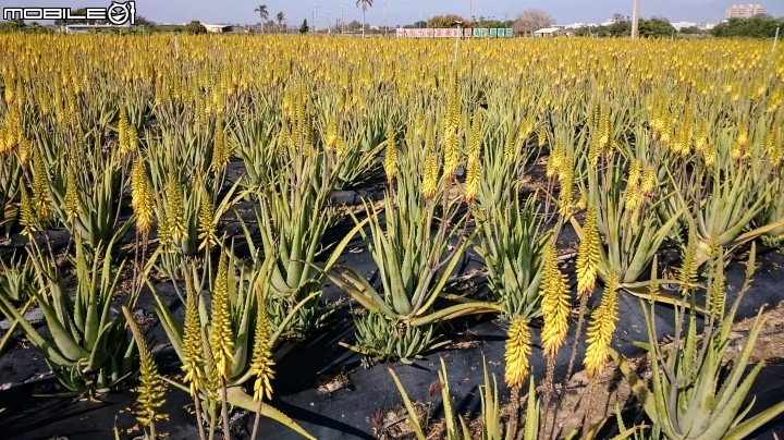 蘆薈 台南市安南區清新蘆薈園03/03