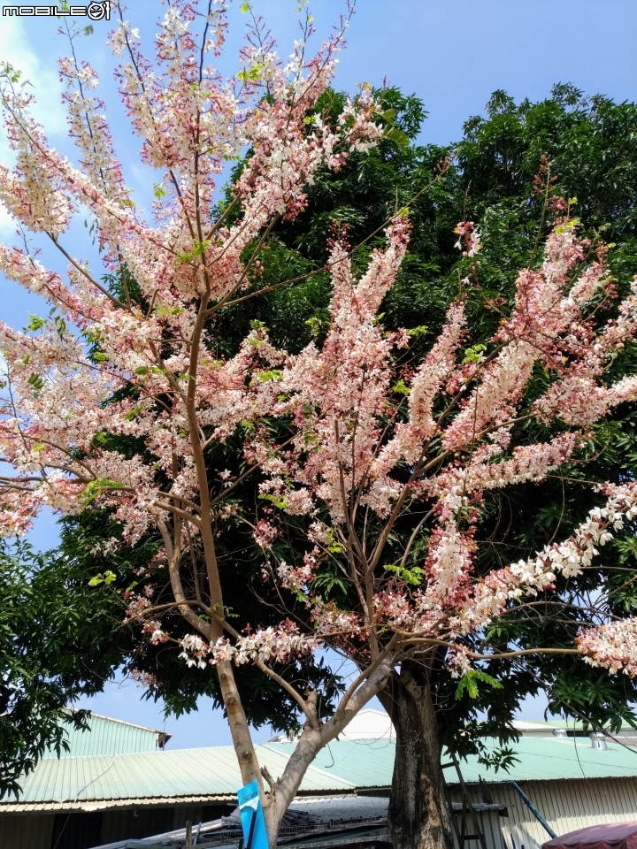 花旗木大開 台南市永康區忠孝運動公園 03/31