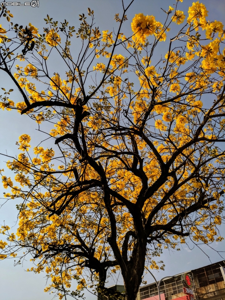 黃花風鈴木 台南市東區東門路二段03/03