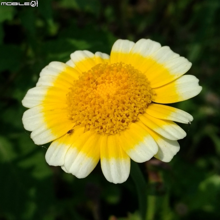 崙頂木棉花 台南市新市區南138 03/17