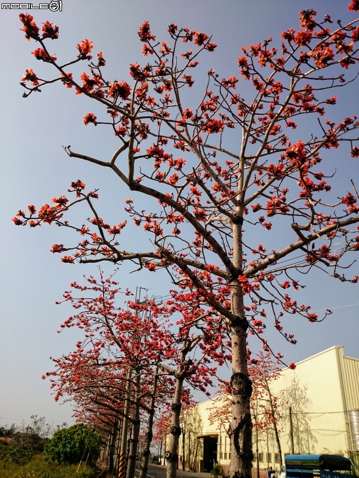 木棉花 台南市將軍區苓仔寮 南21縣道 03/10
