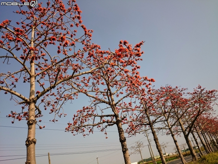 木棉花 台南市將軍區苓仔寮 南21縣道 03/10