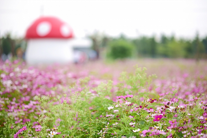 天空中的孔雀開屏，地面上的大蘑菇、大草莓和大蘋果。