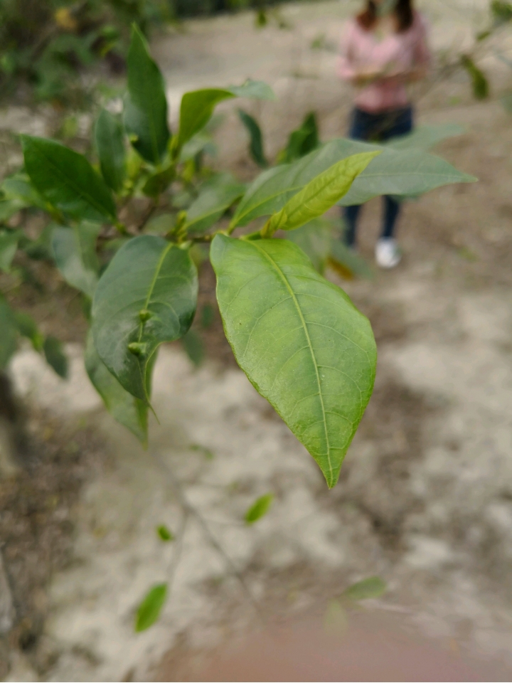 請問樹名