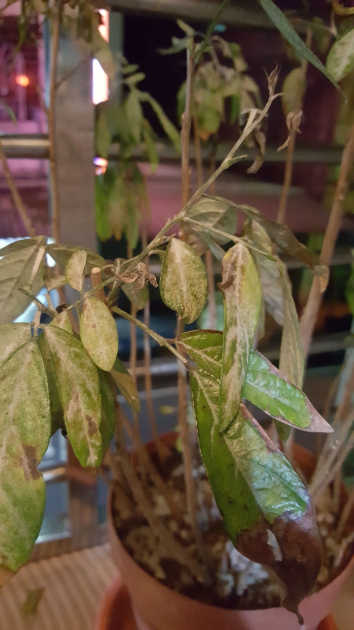 請教，我的抹草怎麼了?