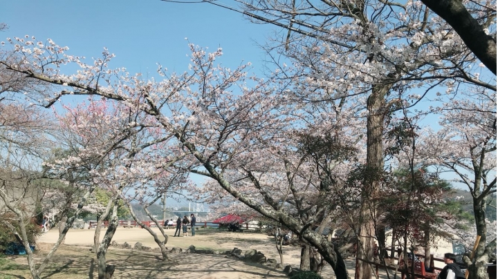 我的日本自由行第三天(尾道櫻花🌸行）