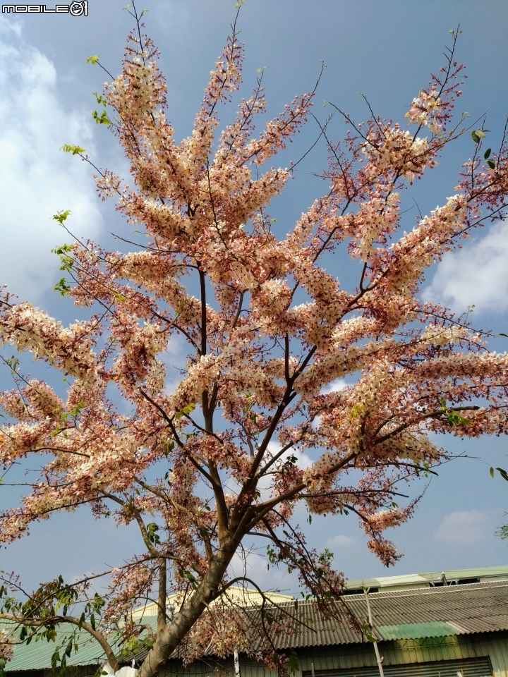 花旗木大開 台南市永康區忠孝運動公園 03/31