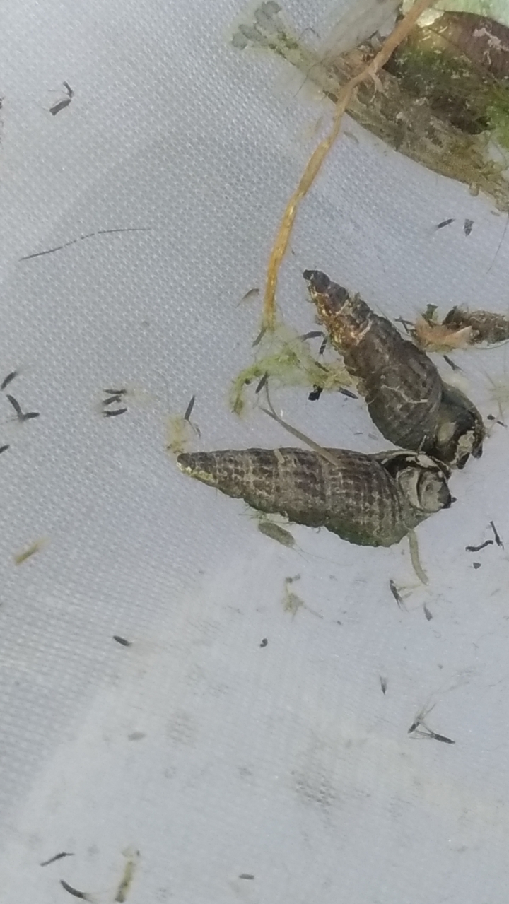 水溝撈的一些魚，螺，水蛭?
