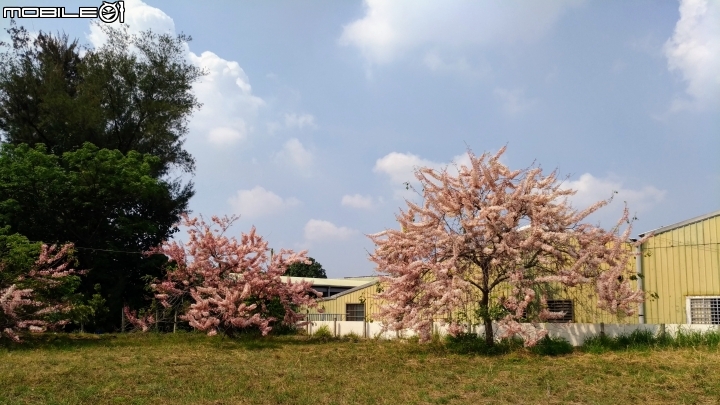 花旗木大開 台南市永康區忠孝運動公園 03/31