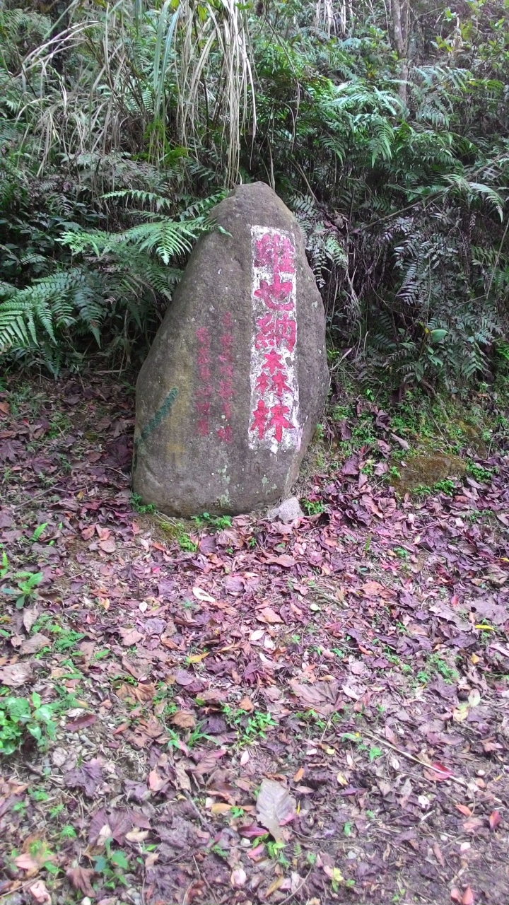 櫻花之旅-東勢林場+泰安派出所