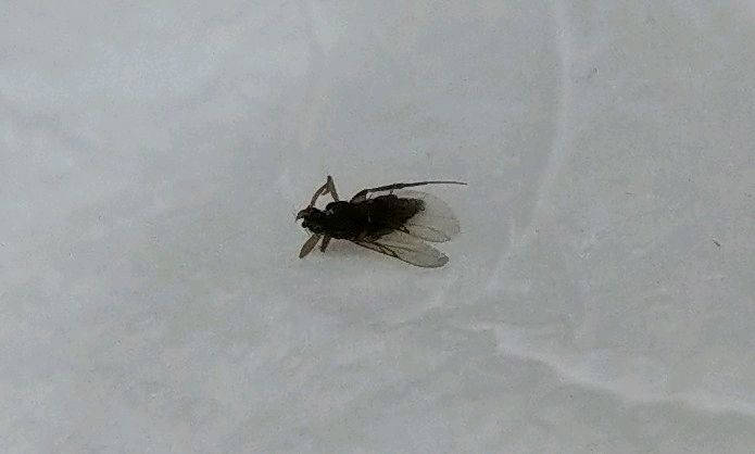 有人知道這小飛蟲嗎？