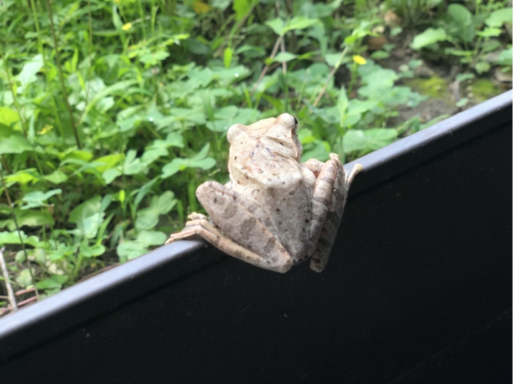這是什麼蛙