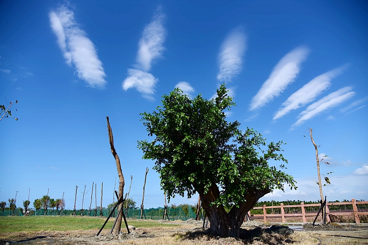 天空中的孔雀開屏，地面上的大蘑菇、大草莓和大蘋果。