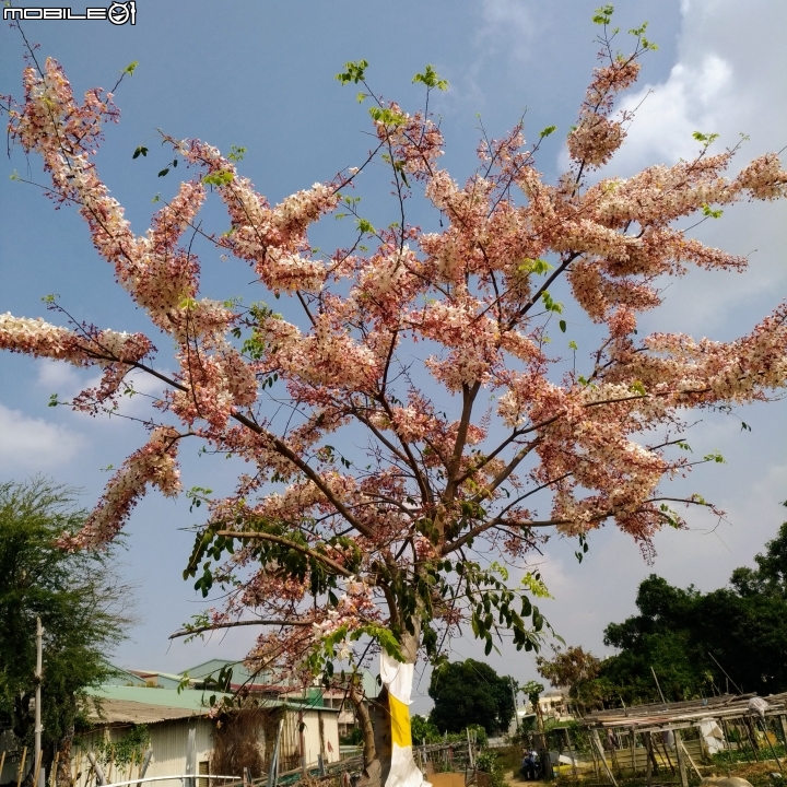 花旗木大開 台南市永康區忠孝運動公園 03/31