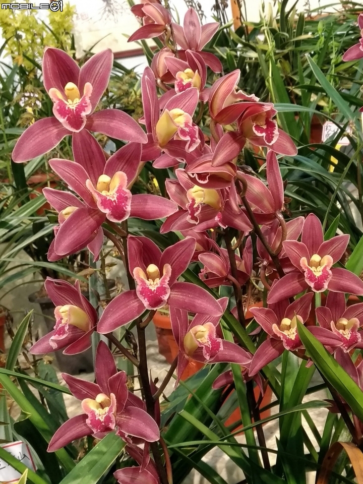 蘭花展 台南市後壁區烏樹林 03/13