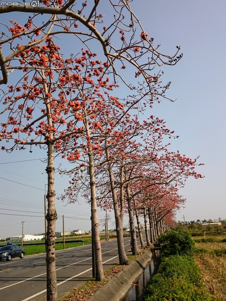 木棉花 台南市將軍區苓仔寮 南21縣道 03/10